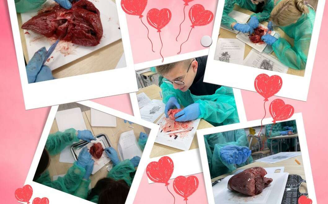 Serce – organ przez wieki uznawany za siedzibę duszy